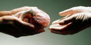 The Glory Of Organ Donation After Death
